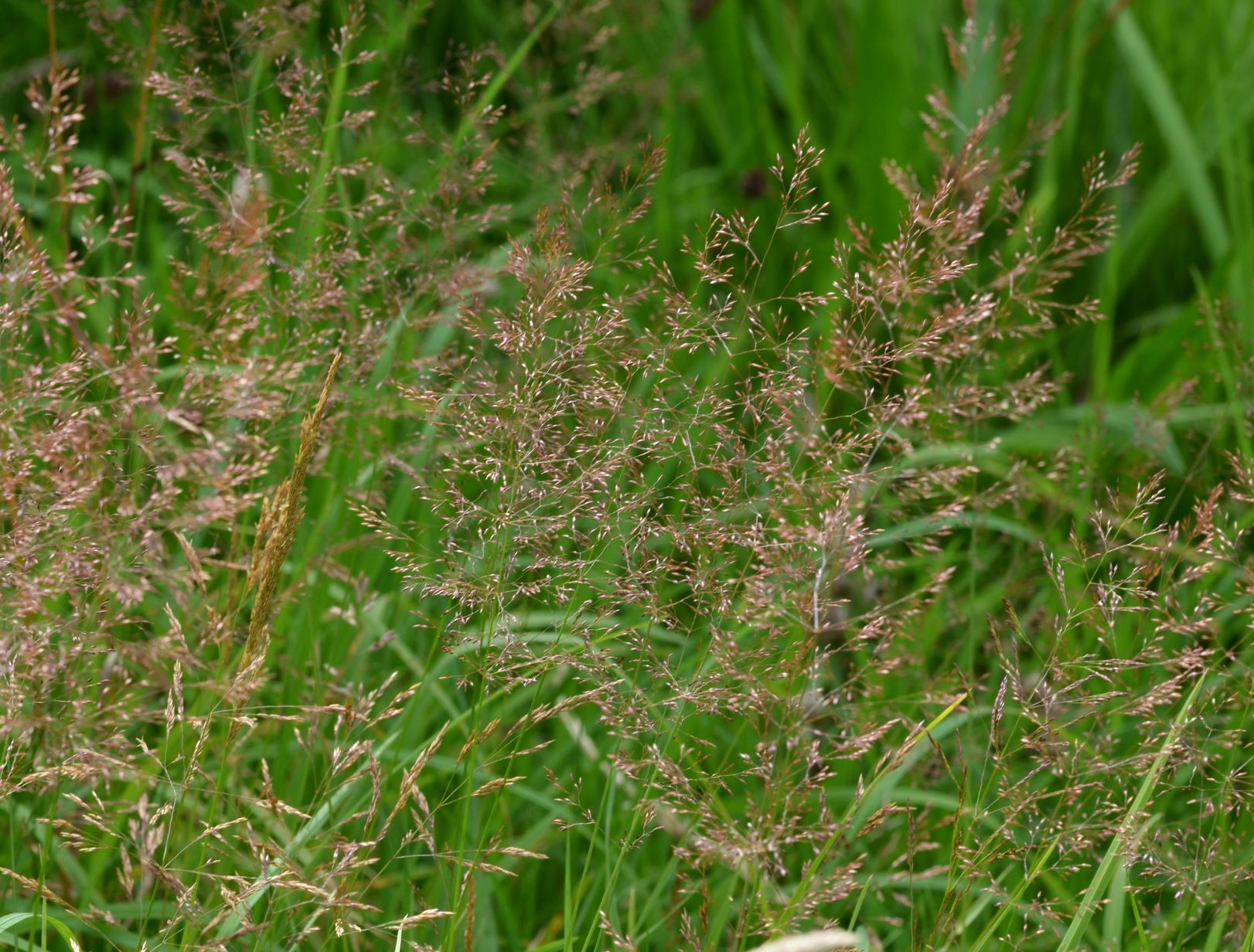 Jenny E's Flower Meadow Blog