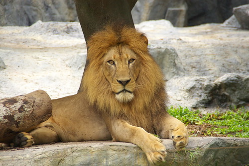 Image Credit: flickr/ jacquelinewtp (CC BY-NC-ND 2.0)